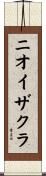 ニオイザクラ Scroll