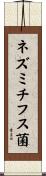 ネズミチフス菌 Scroll