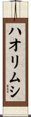 ハオリムシ Scroll