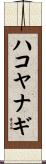 ハコヤナギ Scroll