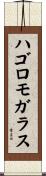 ハゴロモガラス Scroll