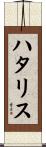 ハタリス Scroll