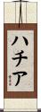ハチア Scroll