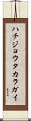 ハチジョウタカラガイ Scroll