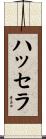 ハッセラ Scroll