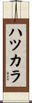 ハツカラ Scroll