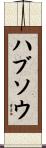 ハブソウ Scroll