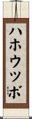 ハホウツボ Scroll