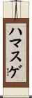 ハマスゲ Scroll