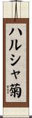 ハルシャ菊 Scroll