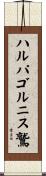 ハルパゴルニス鷲 Scroll