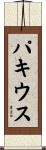 パキウス Scroll