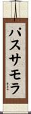 パスサモラ Scroll
