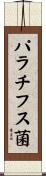 パラチフス菌 Scroll