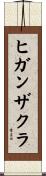 ヒガンザクラ Scroll