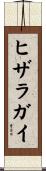 ヒザラガイ Scroll