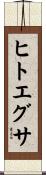 ヒトエグサ Scroll