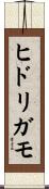 ヒドリガモ Scroll