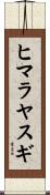 ヒマラヤスギ Scroll