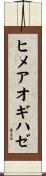 ヒメアオギハゼ Scroll