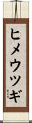 ヒメウツギ Scroll