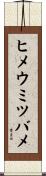ヒメウミツバメ Scroll