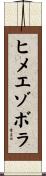 ヒメエゾボラ Scroll