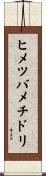 ヒメツバメチドリ Scroll