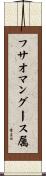 フサオマングース属 Scroll