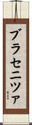 ブラセニツァ Scroll
