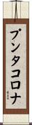 プンタコロナ Scroll
