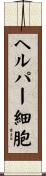 ヘルパー細胞 Scroll