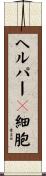 ヘルパーＴ細胞 Scroll