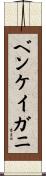 ベンケイガニ Scroll