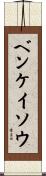 ベンケイソウ Scroll