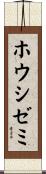 ホウシゼミ Scroll