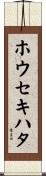 ホウセキハタ Scroll