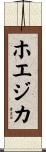 ホエジカ Scroll