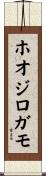 ホオジロガモ Scroll