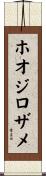 ホオジロザメ Scroll