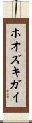 ホオズキガイ Scroll