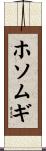 ホソムギ Scroll