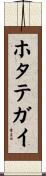 ホタテガイ Scroll