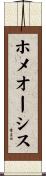 ホメオーシス Scroll