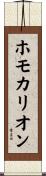 ホモカリオン Scroll
