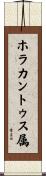 ホラカントゥス属 Scroll