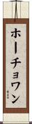 ホーチョワン Scroll
