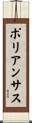 ポリアンサス Scroll