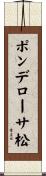ポンデローサ松 Scroll