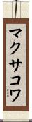 マクサコワ Scroll